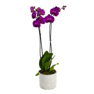 Hot Pink Orchids