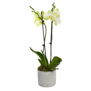 Pale Green Orchids
