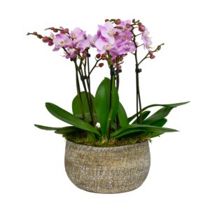 Pink Phalaenopsis